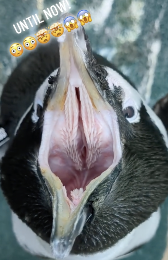 The Surprising Glimpse Inside a Penguin’s Beak Might Surprise You!